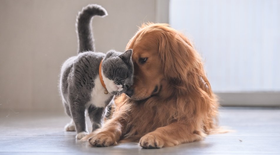 Cani e gatti: i problemi più comuni dei nostri animali domestici