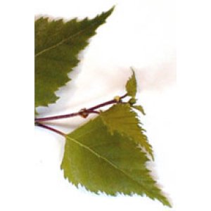 MSA BETULA VERRUCOSA 50ML