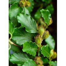 MSA FAGUS SYLVATICA 50ML
