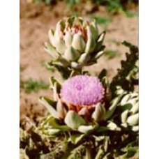 TSA CYNARA SCOLYMUS 50ML